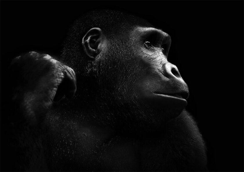 Gorilla by Björn Persson
