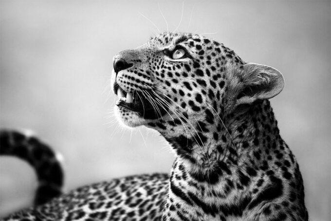 Leopard by Björn Persson