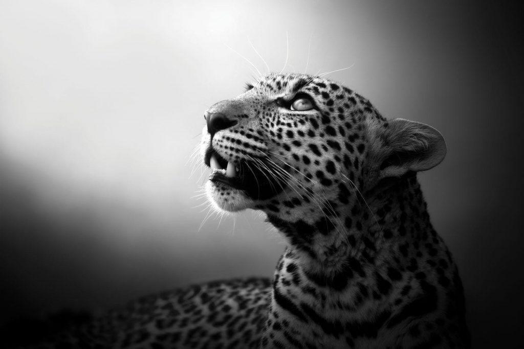 Soul Of Leopard by Björn Persson